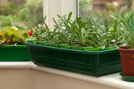 Use leftover plastic garden containers you previously bought flowers in. How To Sow Seeds Indoors Rhs Gardening