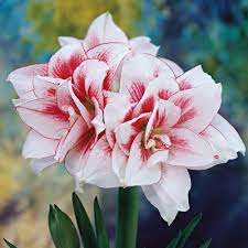 Double Amaryllis Elvas K Van Bourgondien Amaryllis Bulbs Bulb Flowers Amaryllis Flowers