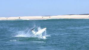 Jeff adams, who has been sailing the lake for 35 years, saw a buoy floating under the surface and decided to take a closer look. More Sharks In Port Stephens Than Previously Thought Port Stephens Examiner Nelson Bay Nsw
