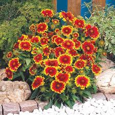 Gaillardia Arizona Sun Seeds From Mr Fothergill S Seeds And Plants