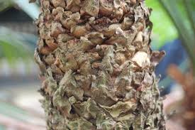 Image result for Cycas thouarsii