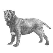 Mastiff dog, maltese dog, miniature bull terrier dog, mudi , manchester english mastiff british babu giant dog newfoundland bici best of the breed. Neapolitan Mastiff Dog Breed Information
