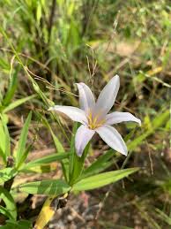 Image result for Xerophyta villosa