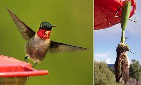 Praying mantis and hummingbird feeders. The Incredible Moment A Mantis Captures A Hummingbird Daily Mail Online