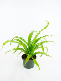 Image result for Asplenium buettneri