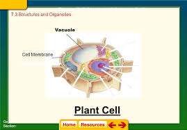 Cells are important elements of living. 7 3 Cell Structures Organelles Ppt Video Online Download