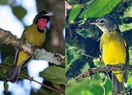 Cara pertama untuk mengetahui perbedaan arwana jantan dan betina adalah dengan melihat bentuk tubuh/badannya. Ciri Fisik Burung Samyong Jantan Dan Betina Serta Cara Membedakannya