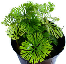 Image result for Elaphoglossum kivuense