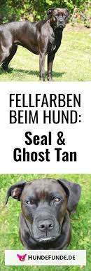 seal und ghost tan transparente fellzeichnungen hundefunde fellzeichnungen hunde rassen hunde