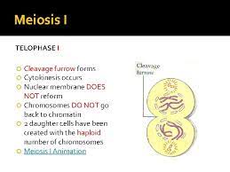Mitosis is a type of cell division that results in genetically identical daughter cells and occurrs in many parts of the body helping with repair and the chromosomes unravel and are no longer individually visible. Meiosis Introduction To Meiosis Mitosis Reproduction Of Body