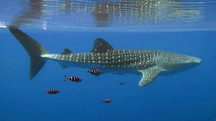 Ocean life | Woods Hole Oceanographic Institution