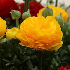 The best varieties of flowers for summer will vary according to zone, however with a little planning you can have flowers. Ranunculus Asiaticus Aviv Geel