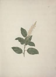 Image result for Phytolacca dodecandra