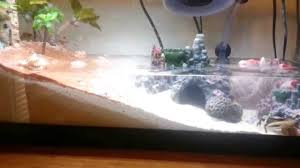 Check spelling or type a new query. Fiddler Crab Tidal Aquarium Youtube