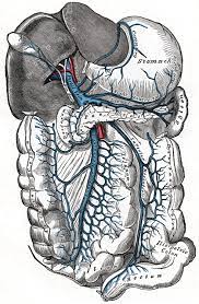 Cells carry out chemical reactions that are essential for organism survival. Portal Vein Wikipedia