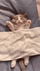 What do dreams about kittens mean? Cat Dreaming Gifs Tenor