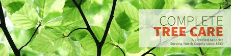 It is only hardy in u.s. Indian Laurel Fig Drought Tolerant Trees San Diego