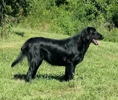 Image result for flat coated retrívr