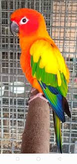 Pet Birds That Don T Fly Away Mdlfarmaviary Parrots Sunconure Pet Birds Parrot Colorful Birds