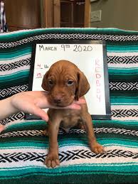 Adopt a puppy or dog in columbus, ohio. Our Vizslas Bee S Knees Farm
