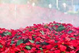 Very beautiful basket with flowers. Beautiful Leaf Red Background Poinsettia Red Flowers Blooming Stock Photo Picture And Royalty Free Image Image 114137548