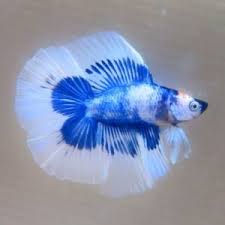 #betta splendens #bettablr #new betta #plakat betta #double tail betta #double tail plakat betta #dragonscale betta #red betta #fishblr #aquarium #betta fish #planted tank #mine #queue #welcome buddy! My First Betta