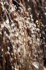 Image result for Andropogon pseudapricus