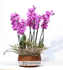 Aydınlık bir yere koyup, hafta bir kere klorsuz düzenli su vermeye devam edin. Ihitsamli Ve Zarif Orkide Bitkisinin Bakimi Ve Cogaltilmasi Nasil Olmalidir