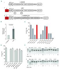 Watch jana posing flexible | jana cova, july 15, 2019, flexible, posing. Crispr Cas9 Induced T 11 19 Mll Enl Translocations Initiate Leukemia In Human Hematopoietic Progenitor Cells In Vivo Haematologica