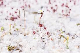 Image result for Crepidorhopalon