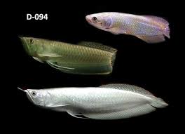 Mengenal Jenis Arwana Indonesia Ikan Akuarium Ikan Ikan Air Tawar