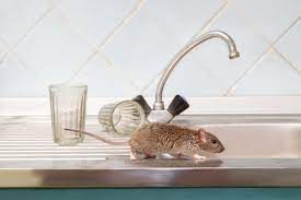 A rat exterminator is a professional who helps you get rid of any rat infestation, large or small, and prevents these pests from coming back in the future. 2021 Cost To Exterminate Rats Rat Exterminator Cost