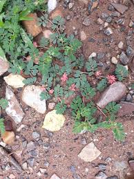 Image result for Indigofera heterotricha