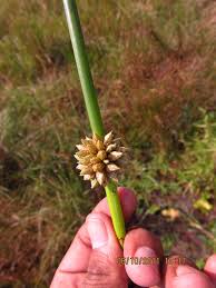 Image result for Schoenoplectiella senegalensis