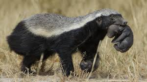 Maybe you would like to learn more about one of these? Wolverine Vs Honey Badger Fight Comparison Who Will Win