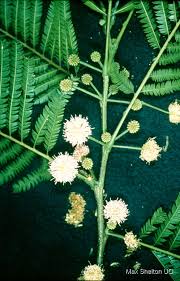 Image result for Leucas fulvipila