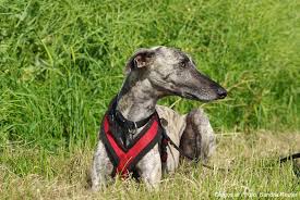 Der greyhound ist eine britische hunderasse, die zu den windhunden zählt. Windhunde Die Schnellsten Hunderassen Haufige Fragen