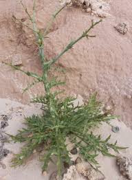 Image result for Launaea