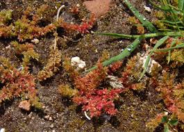 Image result for Crassula granvikii