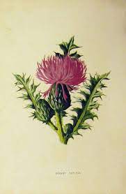 Flowershop Botanical Drawings Thistle Tattoo Botanical Art