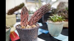The main feature of all succulents is their ability to store water, which enables them to survive in climates that would burn up other types of plants. Growing Sorrel By Quang Diy Garden