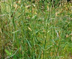 Image result for Oxyanthus strigosus