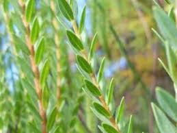 Image result for Nuxia oppositifolia