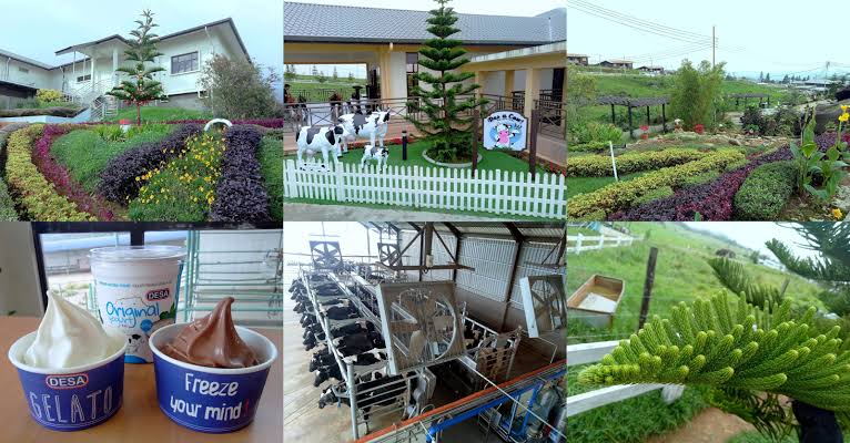 Desa Dairy Farm - Foodveler