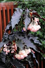 Das Foto Wurde Im Montreal Botanical Garden Cane Begonia Angel Angel Begonia Botanical Garden Montreal Wurde Begonien Botanischer Garten Pflanzen