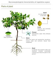 Foto Parts Of Plant Parts Of A Plant Biology Plants Medicinal Plants