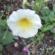 Image result for Petunia axillaris