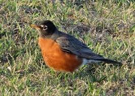 Small Birds Of Northern Illinois Pin On Birds Of A Feather