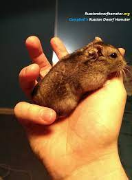 See full list on vivopets.com Russian Dwarf Hamster Facts Most Common Questions Answered