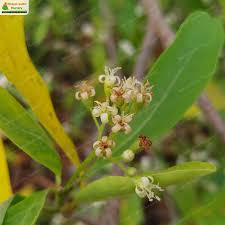 Image result for Cordia sinensis